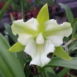 Cattleya leopoldii